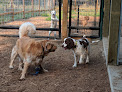 Pet boarding services Northwest Dog Retreat in Arlington in Snohomish