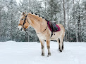 Pet boarding services Norwegian Fjord Horses Located In Rindge, New Hampshire. | Information | Blog | Shop | Visit | in Rindge in New Hampshire