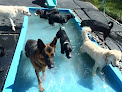Pet boarding services Norwichtown Pet Resort & Spa in Norwich in CT
