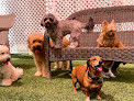 Pet boarding services Novopet | Dog Hotel in San Juan in Puerto Rico