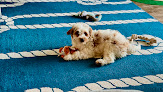 Pet boarding services Nsb Pet Resort in New Smyrna Beach in Florida