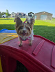 Pet boarding services Nwa Bed & Biscuit in Elm Springs in Arkansas