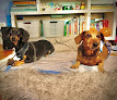 Pet boarding services Nyc Petcare in New York in Manhattan