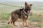 Pet boarding services Ochrona Midwest K9’s in Casper in Wyoming