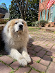 Pet boarding services Off The Leash in Batesville in Arkansas