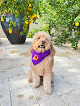 Pet boarding services Oh My Dog! Boutique Hotel & Spa in Scottsdale in Arizona