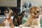 Pet boarding services Ohana Pet Resort in Merritt Island in Florida