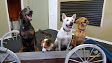 Pet boarding services Ok Canine Corral West in Norman in OK