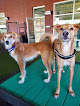 Pet boarding services Olde Towne Pet Resort in Sterling in Loudoun