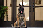 Pet boarding services Olympus Kennels in Paragould in Arkansas