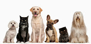 Pet boarding services On The Spot Pet Care in American Fork in Utah
