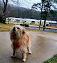 Pet boarding services Oneworld Pet Resort in Anniston in Anniston