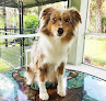 Pet boarding services Osborne & Stormborn Florida Kennels in Plant City in Hillsborough