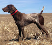 Pet boarding services Outback Kennels in Kensington in Kansas