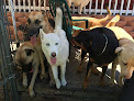 Pet boarding services Pacific Pet Resort in Oceanside in CA