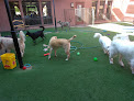 Pet boarding services Pal's Inn Pet Resort in Fountain Hills in Arizona