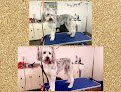 Pet boarding services Pampered Paws Grooming & Boarding Resort in Attalla in Alabama