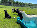 Pet boarding services Pampered Paws Pet Resort in Wisconsin Dells in Wisconsin