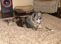 Pet boarding services Pampered Paws in Hutchinson in Kansas