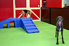 Pet boarding services Pampered Pets Dog Daycare & Hotel in New Albany in Indiana