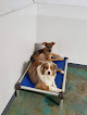 Pet boarding services Pampered Pets Resort, Inc. in Marysville in Washington