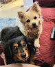 Pet boarding services Pampered Pooch Pet Hotel in Palmdale in CA