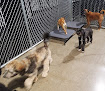 Pet boarding services Pampered Pooch Resort & Spa in Zionsville in Indiana