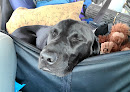 Pet boarding services Pampered Pooches in Bishop in CA