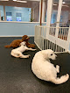 Pet boarding services Pampered Puppies in Wellesley in Massachusetts