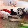 Pet boarding services Paradise Dogs 24/7 in Phoenix in Arizona