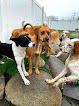 Pet boarding services Paradise Pet Resort in Spokane Valley in Washington