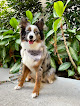 Pet boarding services Paradise Pups Hawai'i in Honolulu in HI