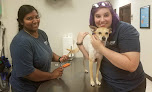 Pet boarding services Parkway Animal Hospital in Broussard in Lafayette