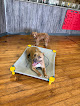 Pet boarding services Partners Dog Training, Resort, And Daycare in Scottsdale in Arizona