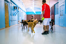 Pet boarding services Partners Dog Training, Resort And Daycare in Cave Creek in Arizona