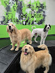 Pet boarding services Party Dog Doggie Daycare And Boarding in Oswego in Kendall