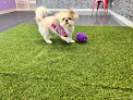 Pet boarding services Party Paws Playhouse in Chicago Heights in Cook