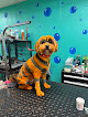 Pet boarding services Passion 4 Paws Dog Spa in Bethany in Oklahoma