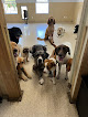Pet boarding services Passion Four Paws in Lewis Center in OH