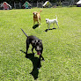 Pet boarding services Pau Hana Pet Resort in Keaau in HI