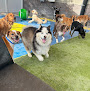 Pet boarding services Paw Commons Pet Resort & Training Center - Scottsdale in Scottsdale in Arizona