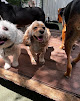 Pet boarding services Paw Pals Inc. Franklin in Franklin in Williamson