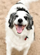 Pet boarding services Paw Paws Dog Boarding in Van Buren in Arkansas