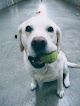 Pet boarding services Paw Print Pet Lodge in Hope in Maine
