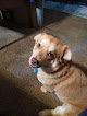 Pet boarding services Paw Prints Grooming Salon in Anniston in Alabama