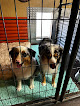 Pet boarding services Paw Ranch Az in Casa Grande in Arizona