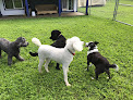 Pet boarding services Pawfect Dog Grooming & Boarding in Hawi in Hawaii