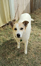 Pet boarding services Pawfit in Wichita in Kansas
