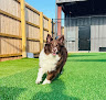 Pet boarding services Pawliday Inn in Brookland in Arkansas