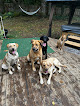 Pet boarding services Pawprints At Kimian Acres in Olympia in WA